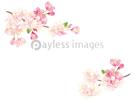 桜 水彩イラスト ストックフォトの定額制ペイレスイメージズ