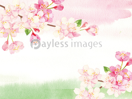 桜 水彩 背景イラスト ストックフォトの定額制ペイレスイメージズ