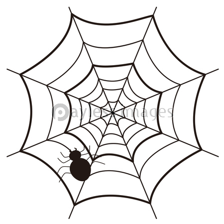 蜘蛛とクモの巣のイラスト ストックフォトの定額制ペイレスイメージズ