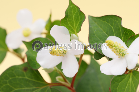 ドクダミ 花 商用利用可能な写真素材 イラスト素材ならストックフォトの定額制ペイレスイメージズ