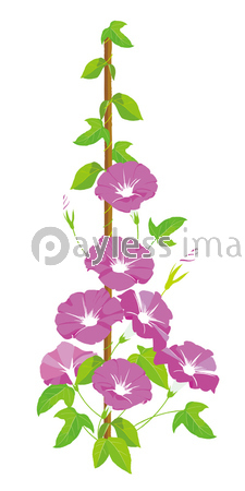 朝顔 イラスト ストックフォトの定額制ペイレスイメージズ