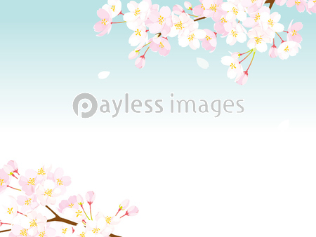 桜 背景イラスト 商用利用可能な写真素材 イラスト素材ならストックフォトの定額制ペイレスイメージズ