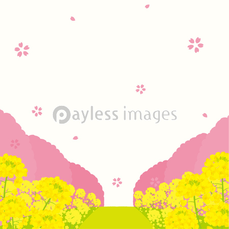 菜の花と桜並木 背景イラスト ストックフォトの定額制ペイレスイメージズ