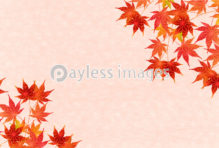 紅葉 もみじ 葉 背景 ストックフォトの定額制ペイレスイメージズ