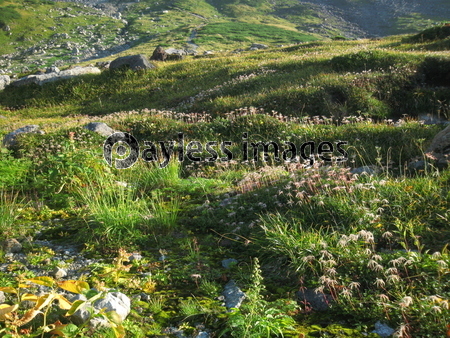 ９月の立山室堂平の高山植物 商用利用可能な写真素材 イラスト素材ならストックフォトの定額制ペイレスイメージズ