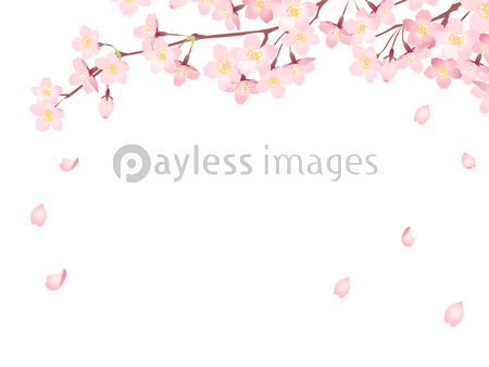 満開の桜のイラストフレーム01 ストックフォトの定額制ペイレスイメージズ
