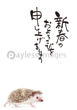 はりねずみの写真 イラスト素材 写真素材 商用利用可能な写真素材 イラスト素材ならストックフォトの定額制ペイレスイメージズ