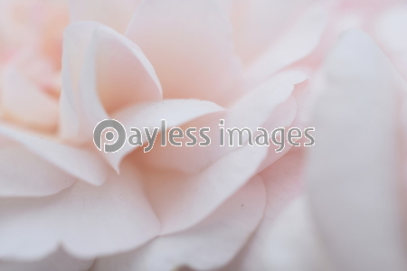 �Х�β֤Ӥ顡���å�