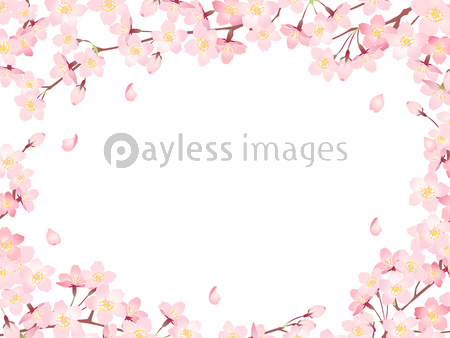 満開の桜のイラストフレーム01 ストックフォトの定額制ペイレスイメージズ