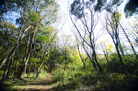 森林浴 商用利用可能な写真素材 イラスト素材ならストックフォトの定額制ペイレスイメージズ