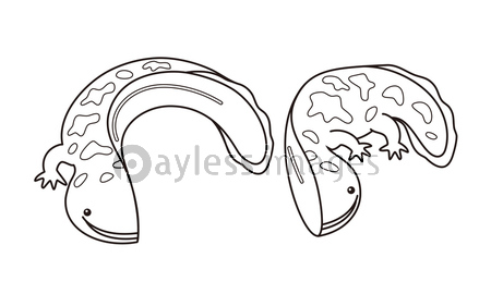ぬりえ オオサンショウウオ ハンザキ イラスト 商用利用可能な写真素材 イラスト素材ならストックフォトの定額制ペイレスイメージズ