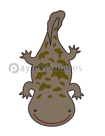 オオサンショウウオ ハンザキ イラスト 商用利用可能な写真素材 イラスト素材ならストックフォトの定額制ペイレスイメージズ