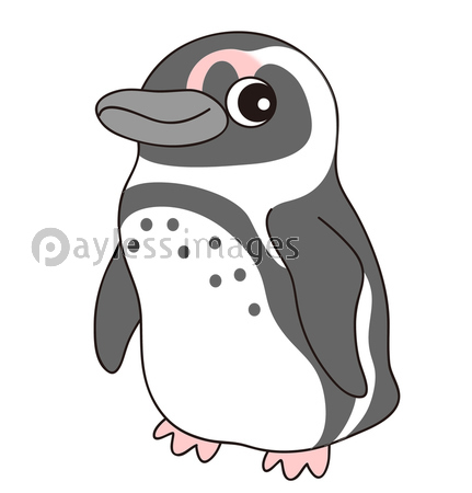 ケープペンギン キャラクター イラスト クリップアート 商用利用可能な写真素材 イラスト素材ならストックフォトの定額制ペイレスイメージズ