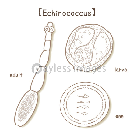 寄生虫 エキノコックス Echinococcus 成虫 幼虫 卵 ベクター イラスト ストックフォトの定額制ペイレスイメージズ