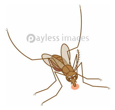 蚊 イラスト 商用利用可能な写真素材 イラスト素材ならストックフォトの定額制ペイレスイメージズ