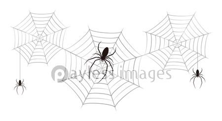 蜘蛛 蜘蛛の巣 ベクター イラスト クリップアート 商用利用可能な写真素材 イラスト素材ならストックフォトの定額制ペイレスイメージズ