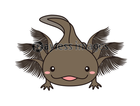 ウーパールーパー メキシコサンショウウオ アホロートル イラスト 商用利用可能な写真素材 イラスト素材ならストックフォトの定額制ペイレスイメージズ