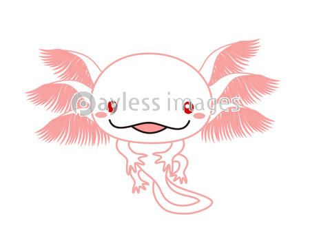 ウーパールーパー メキシコサンショウウオ アホロートル イラスト ストックフォトの定額制ペイレスイメージズ