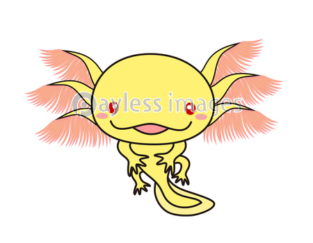 Ambystomaの写真 イラスト素材 写真素材 ストックフォトの定額制ペイレスイメージズ