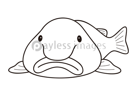 ブロブフィッシュ ニュウドウカジカ 深海魚 キャラクター ベクター