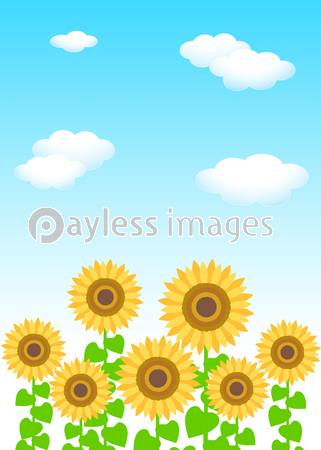 青い空 白い雲 ひまわりの花イラスト ストックフォトの定額制ペイレスイメージズ