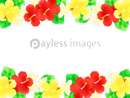 ハイビスカスとプルメリアのイラスト背景 商用利用可能な写真素材 イラスト素材ならストックフォトの定額制ペイレスイメージズ