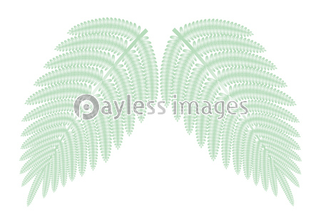 シダ植物の葉 ウラジロ イラスト ベクター ストックフォトの定額制ペイレスイメージズ