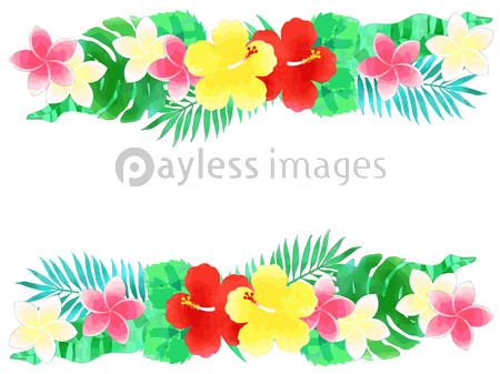 ハイビスカスと南の植物のイラスト背景 ストックフォトの定額制ペイレスイメージズ
