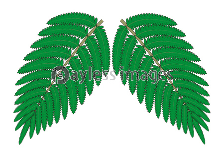 シダ植物の葉 ウラジロ イラスト ベクター ストックフォトの定額制ペイレスイメージズ