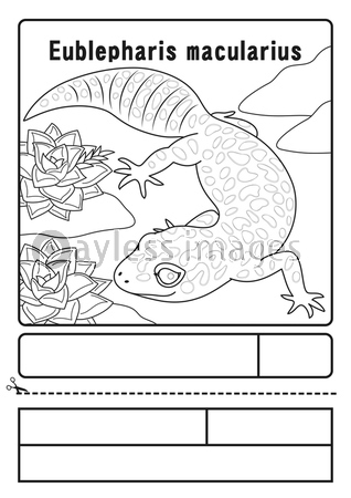 ヒョウモントカゲモドキ キャラクター イラスト ぬりえ 商用利用可能な写真素材 イラスト素材ならストックフォトの定額制ペイレスイメージズ