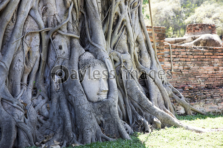 タイ、アユタヤの遺跡ワット・マハータート...