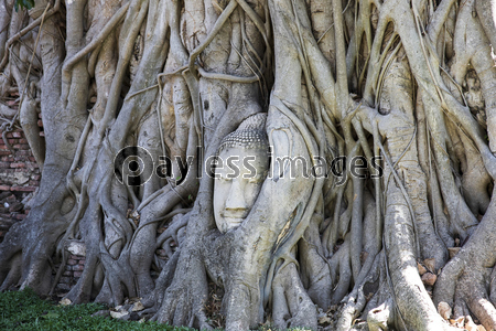 タイ、アユタヤの遺跡ワット・マハータート...