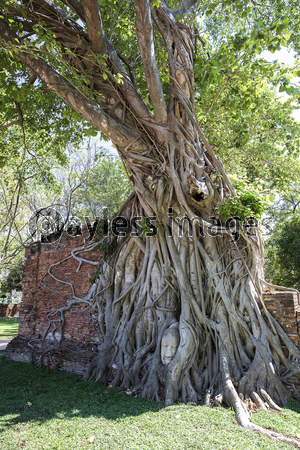 タイ、アユタヤの遺跡ワット・マハータート...