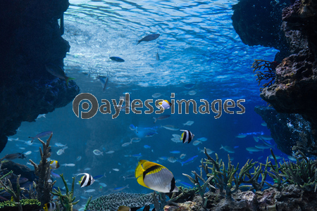 海底から見上げる海中イメージ 商用利用可能な写真素材 イラスト素材ならストックフォトの定額制ペイレスイメージズ