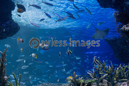 海底から見上げる海中イメージ 商用利用可能な写真素材 イラスト素材ならストックフォトの定額制ペイレスイメージズ