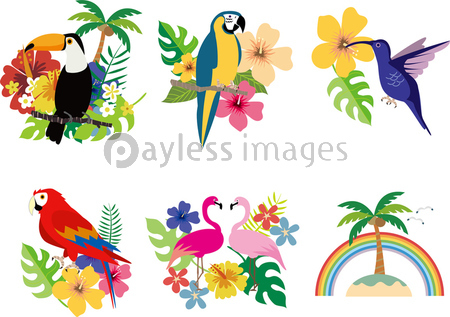 南国イラスト 商用利用可能な写真素材 イラスト素材ならストックフォトの定額制ペイレスイメージズ