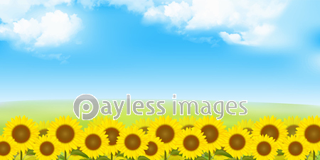 ひまわり 夏 花 背景 商用利用可能な写真素材 イラスト素材ならストックフォトの定額制ペイレスイメージズ