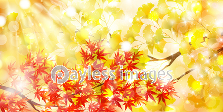 イチョウ 紅葉 秋 背景 商用利用可能な写真素材 イラスト素材ならストックフォトの定額制ペイレスイメージズ