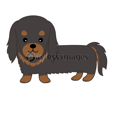 ダックスフンド 犬 イラスト 商用利用可能な写真素材 イラスト素材ならストックフォトの定額制ペイレスイメージズ