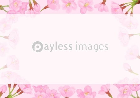 桜の花のフレームの背景イラスト ピンク 長方形のコピースペース付き ストックフォトの定額制ペイレスイメージズ