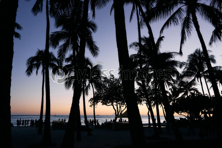 ハワイ ワイキキビーチのヤシの木のシルエット 商用利用可能な写真素材 イラスト素材ならストックフォトの定額制ペイレスイメージズ