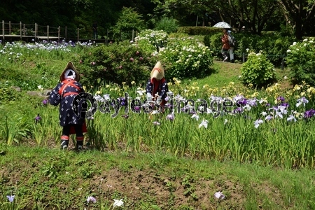 花摘み娘の花ショウブ花がら摘み /神奈川県二宮町 せせらぎ公園 - 商用