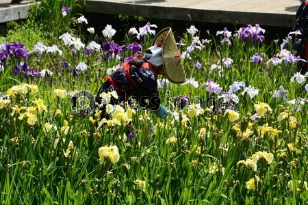 花摘み娘の花ショウブ花がら摘み /神奈川県二宮町 せせらぎ公園 - 商用