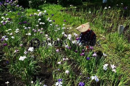 花摘み娘の花ショウブ花がら摘み /神奈川県二宮町 せせらぎ公園 - 商用