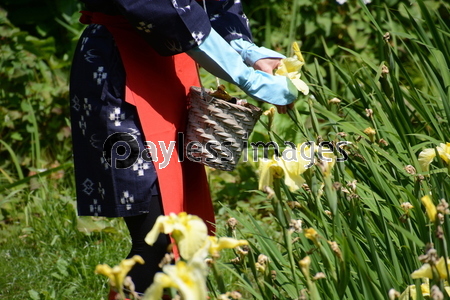 花摘み娘の花ショウブ花がら摘み /神奈川県二宮町 せせらぎ公園 - 商用