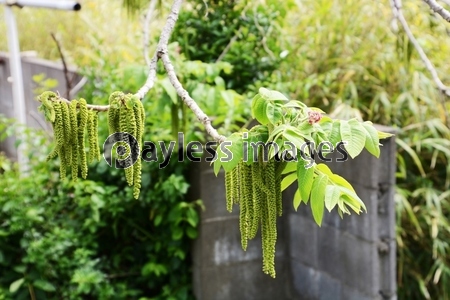 オニグルミ 鬼胡桃 の花と実 ストックフォトの定額制ペイレスイメージズ