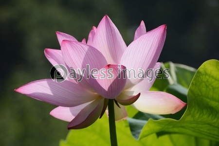 仏教のシンボルフラワー ハスの花 ストックフォトの定額制ペイレスイメージズ