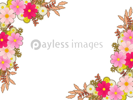ピンク色のコスモスのイラストフレーム 商用利用可能な写真素材 イラスト素材ならストックフォトの定額制ペイレスイメージズ