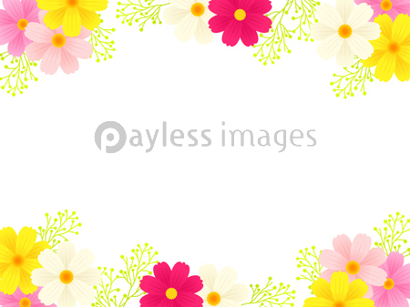 チョコレートコスモスとキバナコスモスのイラストフレーム 商用利用可能な写真素材 イラスト素材ならストックフォトの定額制ペイレスイメージズ