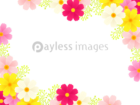 ピンク色のコスモスのイラストフレーム 商用利用可能な写真素材 イラスト素材ならストックフォトの定額制ペイレスイメージズ